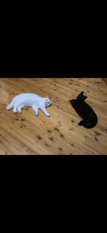 it etibarlı əllərə verilir: 50 ile 250 arasi cins saf qan pisiklerimiz var( Silver sinsila temiz — 9