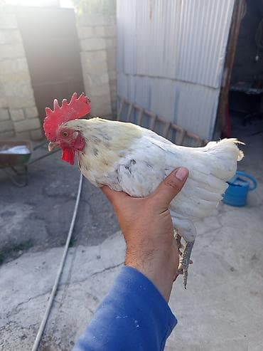 şirin dovşan şəkilləri: Məhsul: Ağ rəngli xoruz Təsvir: yaponka xoruz 2 yaşı var real alıcı — 1