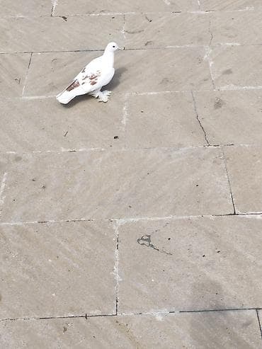 quşxana satılır: Erkey - Rəng: əsasən ağ, qanad və bel hissəsində açıq qəhvəyi ləkələr — 2