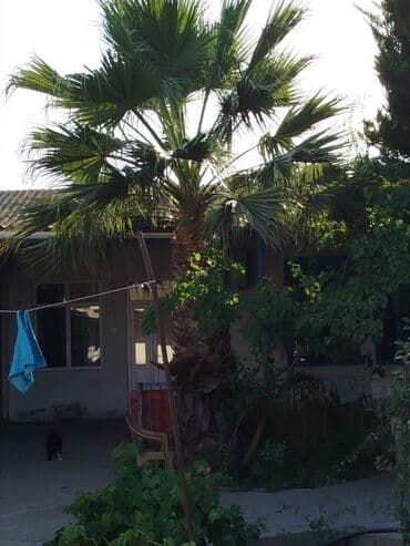 Çöl bitkiləri: Məhsul: Xurma/palma ağacı (fan formalı yarpaqlı, Washingtonia tipli) — 2