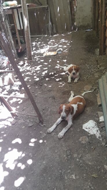 собаки в хорошие руки: 4 ay — 4