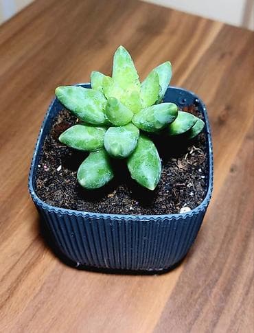 Buket güllər: Qara plastik qabda olan bu şirəli bitki otağınıza və ya ofisinizə — 8