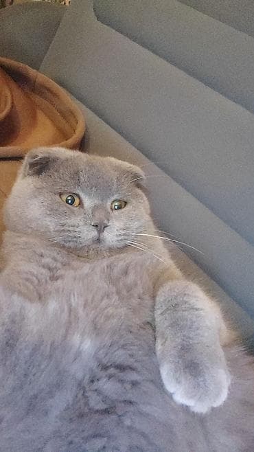 cuce satisi 2019: Şotland yastı qulaq, Erkək, Yaxşı əllərə, Ünvandan götürmə — 3