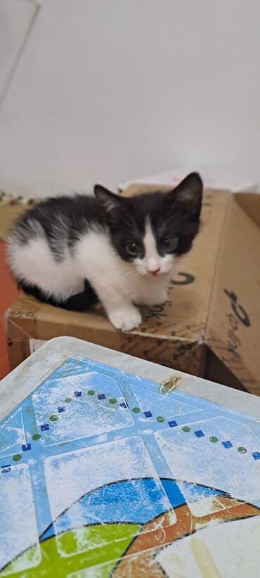 ağ qara pişik: Yaxşı əllərə — 3