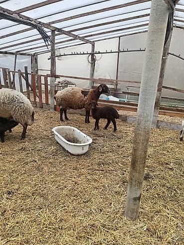 inek bala: Dişi, Qala, il: 1, 50 kq, Damazlıq, Ünvandan götürmə — 6