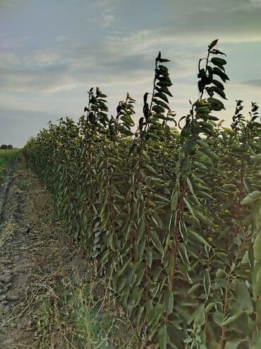 qapi dekoru: Müxtəlif meyvə ağacları və dekorativ ağaclar üçün tinglər. Geniş əkin — 3