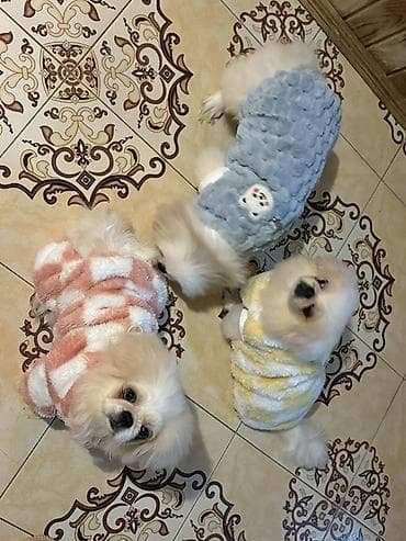 it zvanok: Pekines itler oz itlerimin balasidi qurd dermani verilib tam saglam — 3