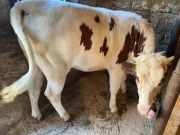Damazlıq danalardır qəssəb alverçi narahat edmesin İvanovka 1.6 il ağ — 10