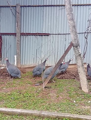 1erkey 2fere satilir unvan Şamaxi,yaxin yerlere gondermey