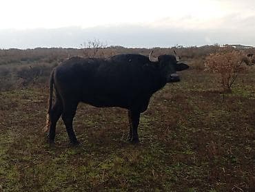 Телята: Məhsul: Su camışı sürüsü boğaz çatmışlar. 9 heyvan 6 ana camis . 3 — 9