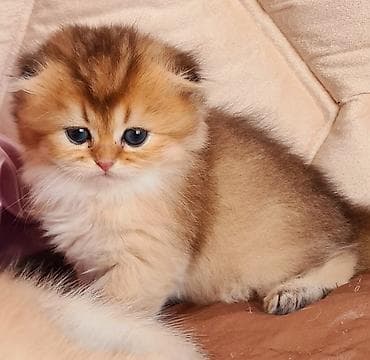 Qızıl şinşilla