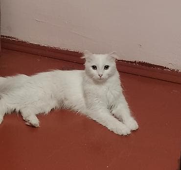 pişik: Normal heyvan sevenlere verilirAğ tüklü ev pişiyi – uzun və yumşaq — 3