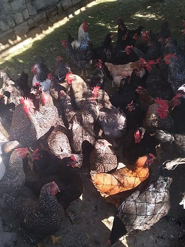 Xarkov toyuqu gunluk yumurtayan Xüsusiyyətlər: - Cinslər: qara, boz