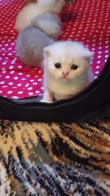 Şinşilla, Erkək, Dişi