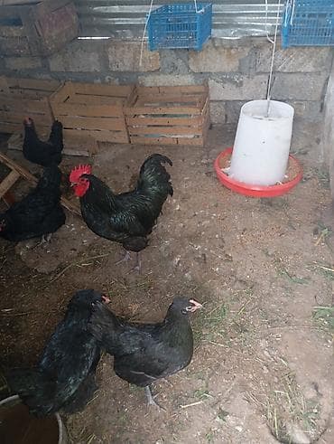 ataks toyuqlari: Toyuq, Australorp, Yumurtalıq, Ünvandan götürmə — 2