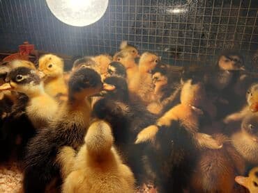 pinqivin ördək: Dişi, Damazlıq, Ünvandan götürmə, Pulsuz çatdırılma, Ödənişli çatdırılma — 8