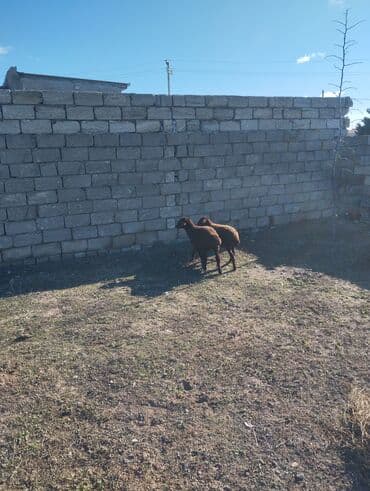 Гуси: Bir erkek bir dişi Qala quzusu cütü 500 manata tək satilmir .qiymət — 3