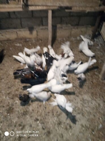 ördək balası satışı: Göyərçinlər satılır sadə uçan quşlardı paqonular var cütü 10 man 15 — 3