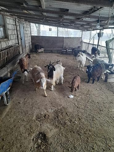 holstein inek satilir: Qoyun-keçi təsərrüfatı üçün müxtəlif cinsli keçilər və bala keçilər - — 2