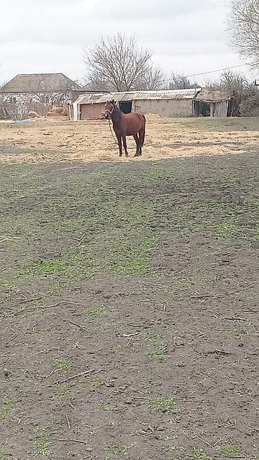 Erkək, il: 5, Ünvandan götürmə