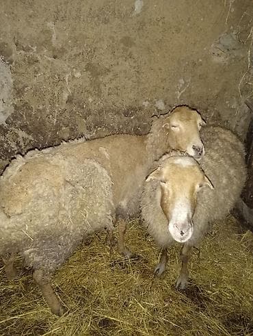 Keçilər, çəpişlər: Iki ədəd yaşlı boğaz qoyunlardı qiymət cütünə aiddi — 3