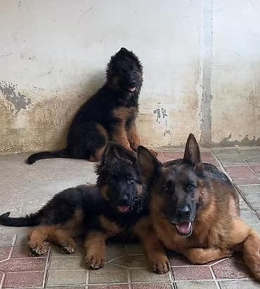 it satışları: Alman çoban iti, 3 ay, Dişi, Sənədli, Ünvandan götürmə — 1