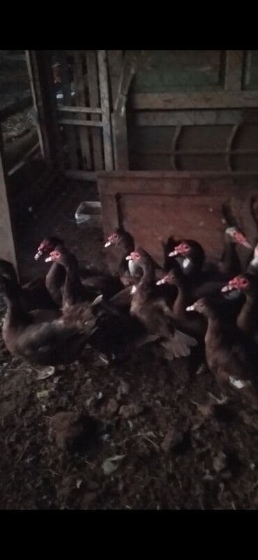 Təmiz qan damazlıq krasnodar lal ördəkləri.Dişilerin son qiyməti 25 lalafo.az -da Təmiz qan damazlıq krasnodar lal ördəkləri.Dişilerin son qiyməti 25