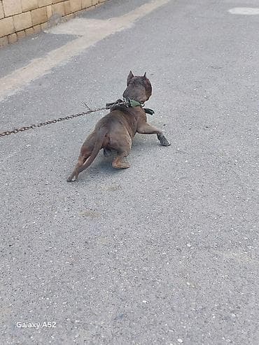 pişik satışı bakı: Pitbul, Erkək, Peyvəndli — 1