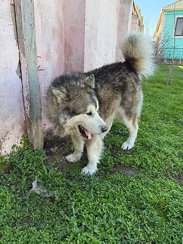 alyaska malamutu: 11 ay, Erkek, Peyvəndli, Pulsuz çatdırılma — 7