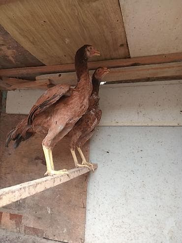 su qabi satisi: Salam.Temiz Turk fereleri.qiymet cutune aiddi qiymet sondur Allah — 5