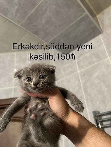 heyvan: Britan, Erkək — 3
