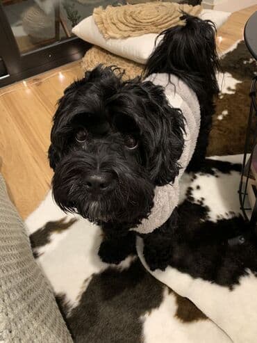 qız it adları: Malta bolonka, 2 il, Dişi, Peyvəndli, Ünvandan götürmə — 5