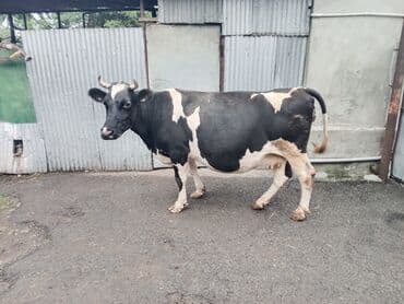 holstein inekleri: Südlük inək - Rəng: qara-ağ, xallı - Cins tipi: Holştin/holştin tipli — 1