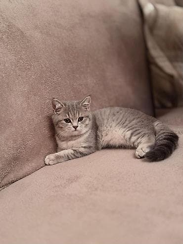 Britan, Dişi, Yaxşı əllərə, Ödənişli çatdırılma — 2