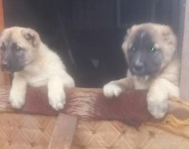 Qurdbasar, Erkek, Peyvəndli