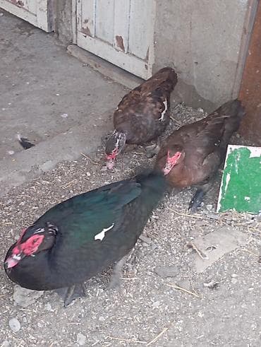 lal ördey: Musk ördəkləri dəsti – 1 erkək və 2 dişi - Cins: Musk (indo-ördəyi) — 2