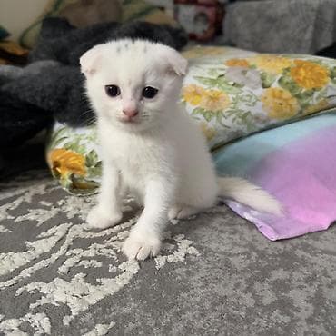 cins pişikler: Məhsul: Pişik balaları Təsvir: - Şirin pişik balaları, ev şəraitində — 2