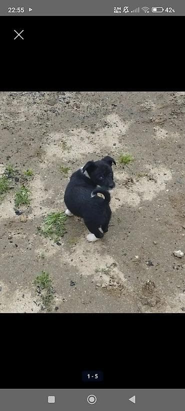 Zvonok, 1 ay, Dişi, Peyvəndli, Ödənişli çatdırılma