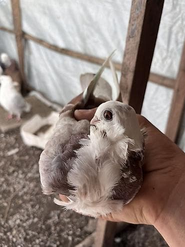Növ: Bəzək göyərçini (xüsusi lələklənməli, “bukletli”/“qıvrım sinəli” — 2