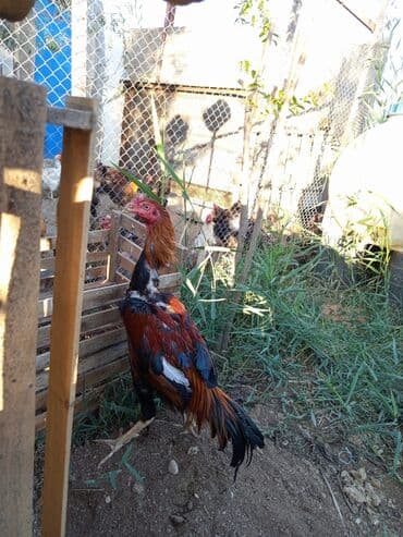 Heyratı xoruz satılır 8-ayliqdi 60 AZN satılırbarterdə olunur