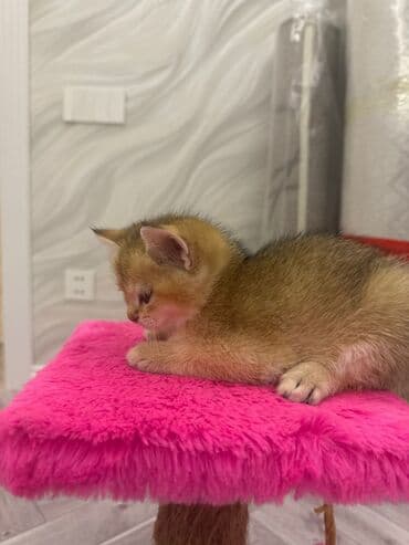 şotlan pişik: Şotland yastı qulaq, Erkək, Dişi, Yaxşı əllərə, Ünvandan götürmə, Pulsuz çatdırılma, Ödənişli çatdırılma — 165