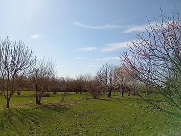 1 sot neçe metrdir: Kənd təsərrüfatı — 7