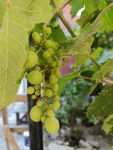 Üzüm tənəyi – ağ süfrə üzümü 3 ildi bar verir - Növ: Ağ/sarı süfrə