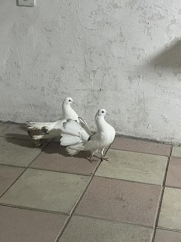 dərzi quşu: Salam nişanlı qırx quyruqlardı əsil bağ üçün alıb buraxasan vid üçün — 2