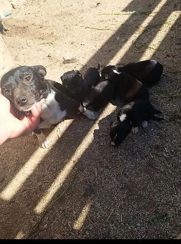 bala itlerin satisi: Ünvandan götürmə — 1