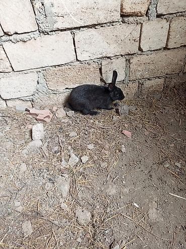 heyvanlar satışı: 3 Qara dovşan 50 m - Növ: Yerli ev dovşanı - Rəng: Tam qara - — 2