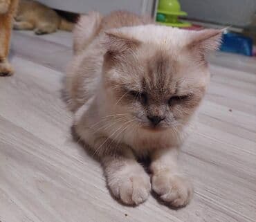 pişik blender: Şotland yastı qulaq, Dişi, Yaxşı əllərə, Ünvandan götürmə — 1