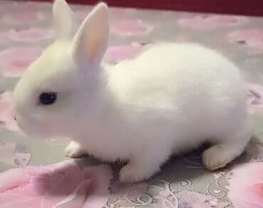 Bala doşanlar satılır erkeyli dişili isdiyən buyursun lalafo.az -da Bala doşanlar satılır erkeyli dişili isdiyən buyursun