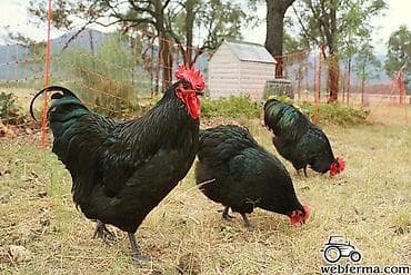 ordek balasi nece gune cixir: Toyuq, Australorp, Ətlik, Ünvandan götürmə — 1