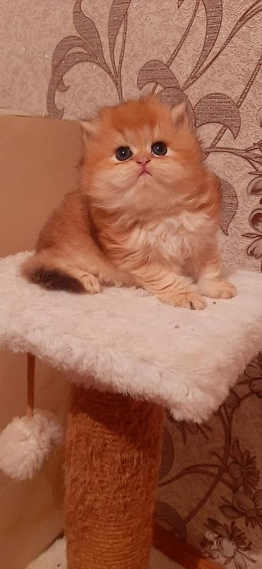 ev pişiki: Britan, Erkək, Dişi, Yaxşı əllərə, Ünvandan götürmə, Pulsuz çatdırılma, Ödənişli çatdırılma — 7